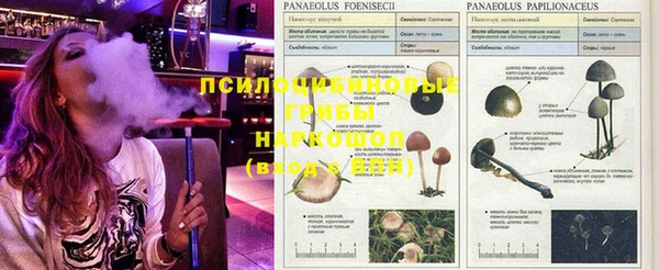 ГАЛЛЮЦИНОГЕННЫЕ ГРИБЫ Балахна